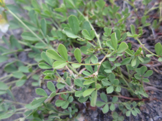 Image de Hosackia yollabolliensis (Munz) D. D. Sokoloff