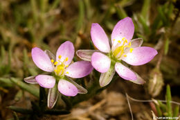 Plancia ëd Spergularia rubra (L.) J. Presl & C. Presl