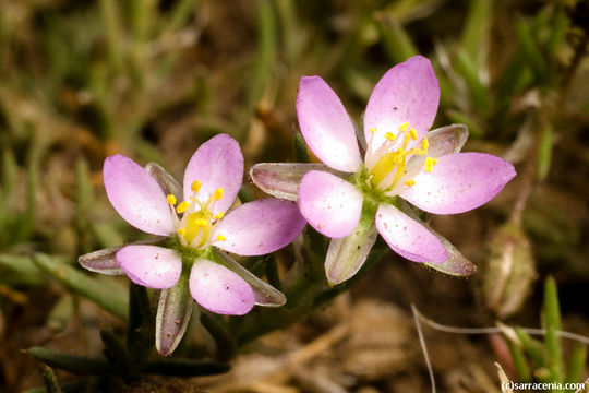 Image of red sandspurry