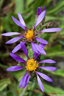 Plancia ëd Eurybia integrifolia (Nutt.) G. L. Nesom