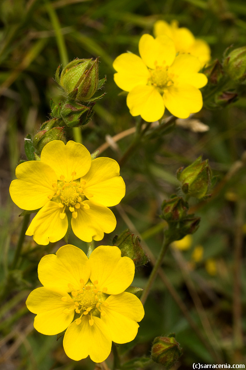 Image of slender cinquefoil