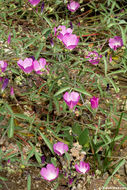 Image of waxy checkerbloom