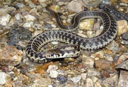 Image of Godman's Garter Snake
