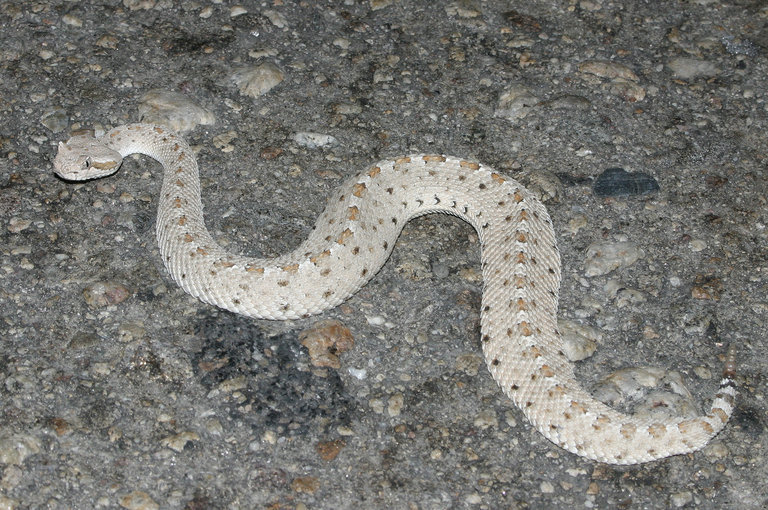 Image of Sidewinder Rattlesnake