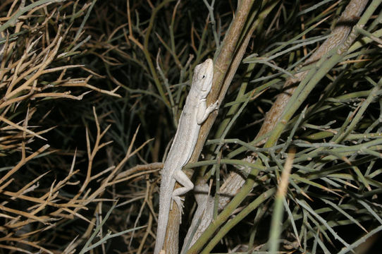 Image of Brush Lizard