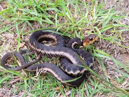 Image of Goldenhead Garter Snake