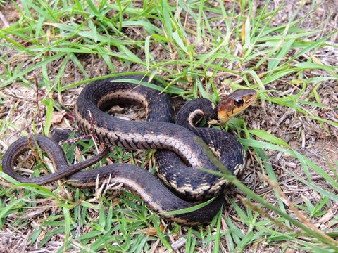 Imagem de Thamnophis chrysocephalus (Cope 1885)