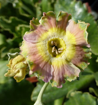 Image of Primula auricula L.