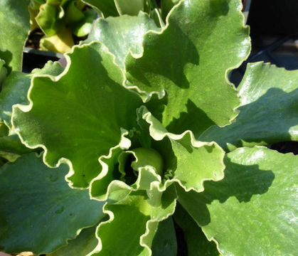 Image of Primula auricula L.