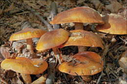 Imagem de Tricholoma aurantium (Schaeff.) Ricken 1914