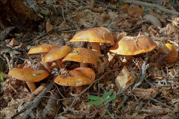 Imagem de Tricholoma aurantium (Schaeff.) Ricken 1914