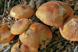 Imagem de Tricholoma aurantium (Schaeff.) Ricken 1914