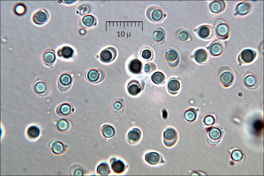 Imagem de Tricholoma aurantium (Schaeff.) Ricken 1914