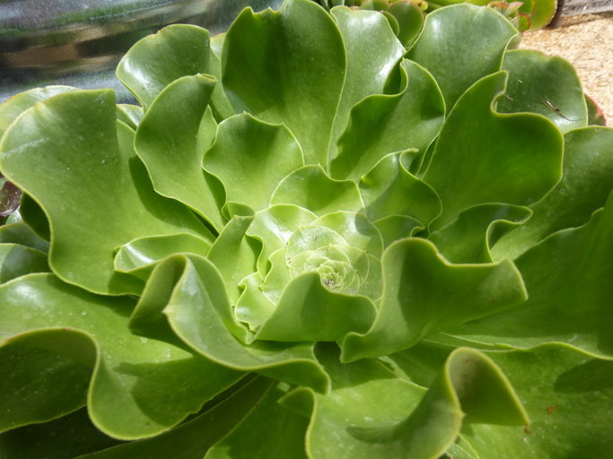Image of saucer-plant