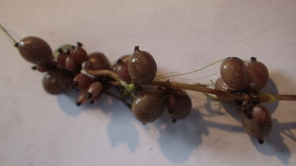 Image of fennel-leaved pondweed