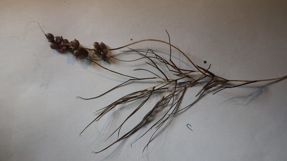 Image of fennel-leaved pondweed