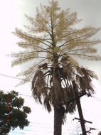 Image of Talipot palm