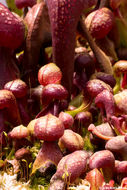 Image of California pitcherplant