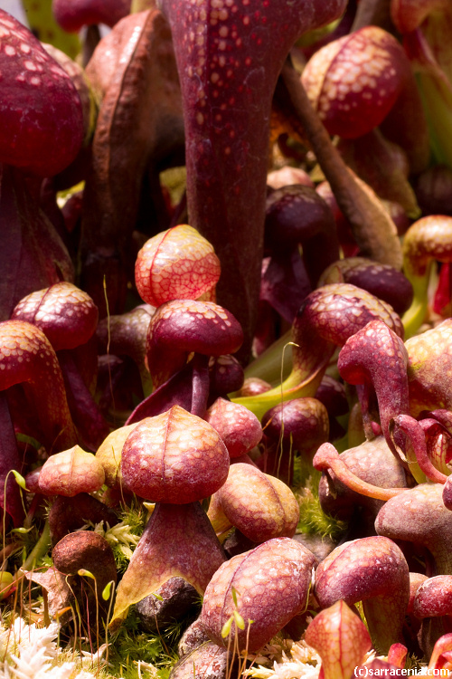 Image of California pitcherplant