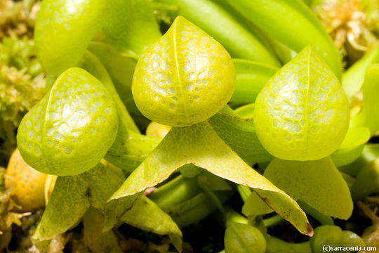 Image of California pitcherplant