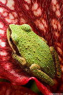 Image of Northern Pacific Treefrog