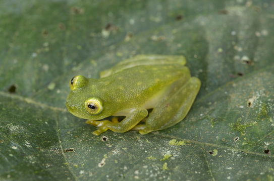 Image of Fleischmann's Glass Frog