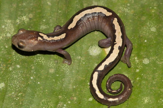 Image of Müller's Mushroomtongue Salamander