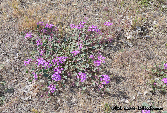 صورة Abronia villosa var. aurita (Abrams) Jeps.