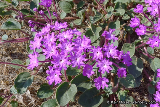 Imagem de Abronia villosa var. aurita (Abrams) Jeps.