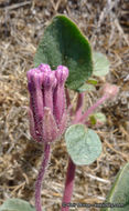 Image of desert sand verbena