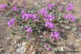 Image of desert sand verbena