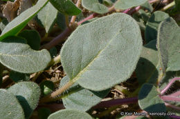 صورة Abronia villosa var. aurita (Abrams) Jeps.