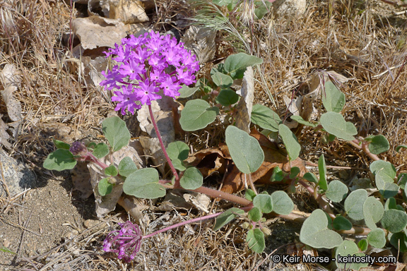 Image of desert sand verbena