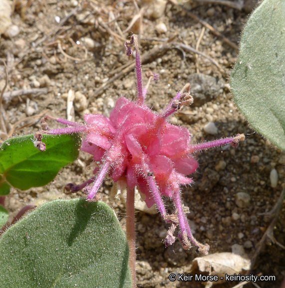 صورة Abronia villosa var. aurita (Abrams) Jeps.