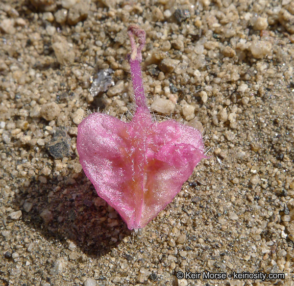 Image of desert sand verbena