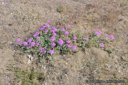 صورة Abronia villosa var. aurita (Abrams) Jeps.