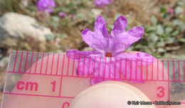 صورة Abronia villosa var. aurita (Abrams) Jeps.