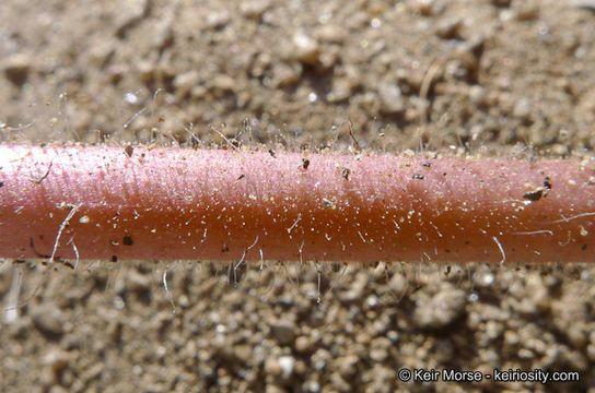 صورة Abronia villosa var. aurita (Abrams) Jeps.