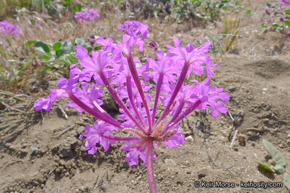 Image of desert sand verbena