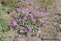 صورة Abronia villosa var. aurita (Abrams) Jeps.