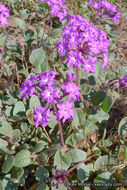 Image of desert sand verbena