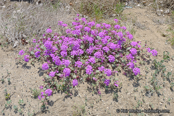 صورة Abronia villosa var. aurita (Abrams) Jeps.