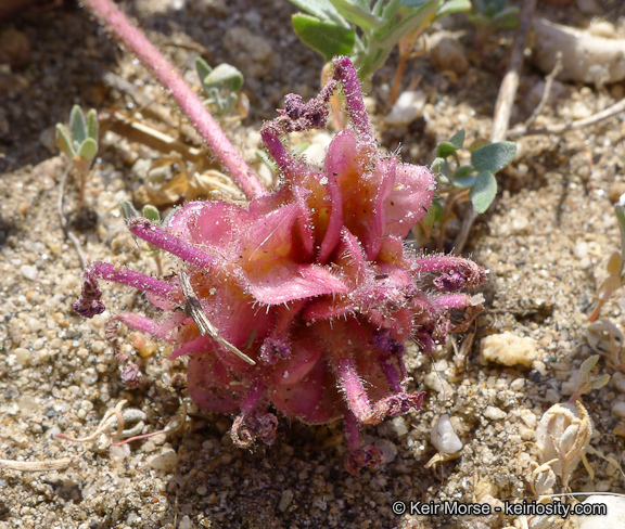 Sivun Abronia villosa var. aurita (Abrams) Jeps. kuva