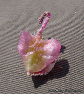 Image of desert sand verbena