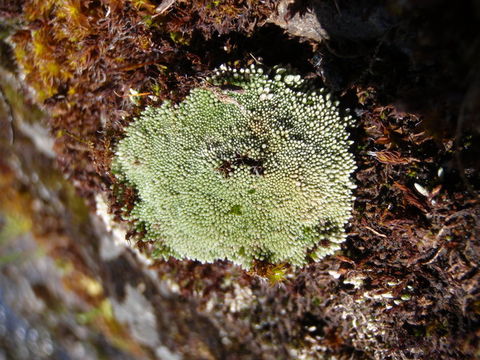 Image of silvergreen bryum moss