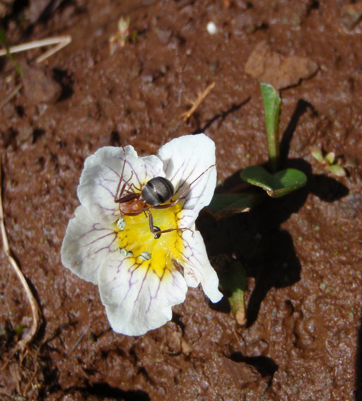 Image of Dwarf Monkey-Fiddle