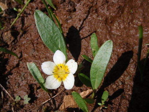 Слика од Hesperochiron pumilus (Griseb.) Porter