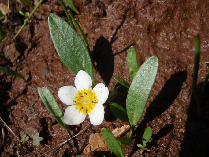 Слика од Hesperochiron pumilus (Griseb.) Porter