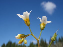 Image of California mistmaiden