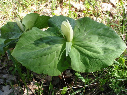 Imagem de Trillium albidum J. D. Freeman